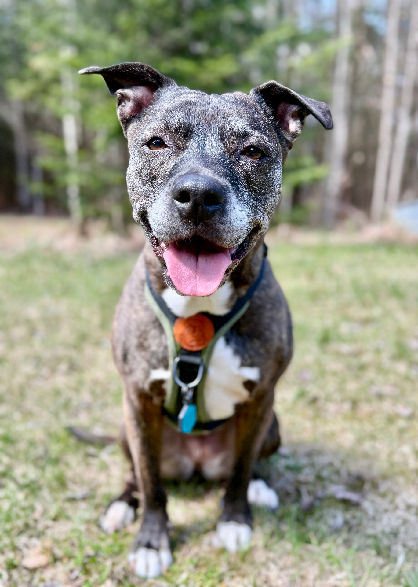Havana, the Simple Stay dog